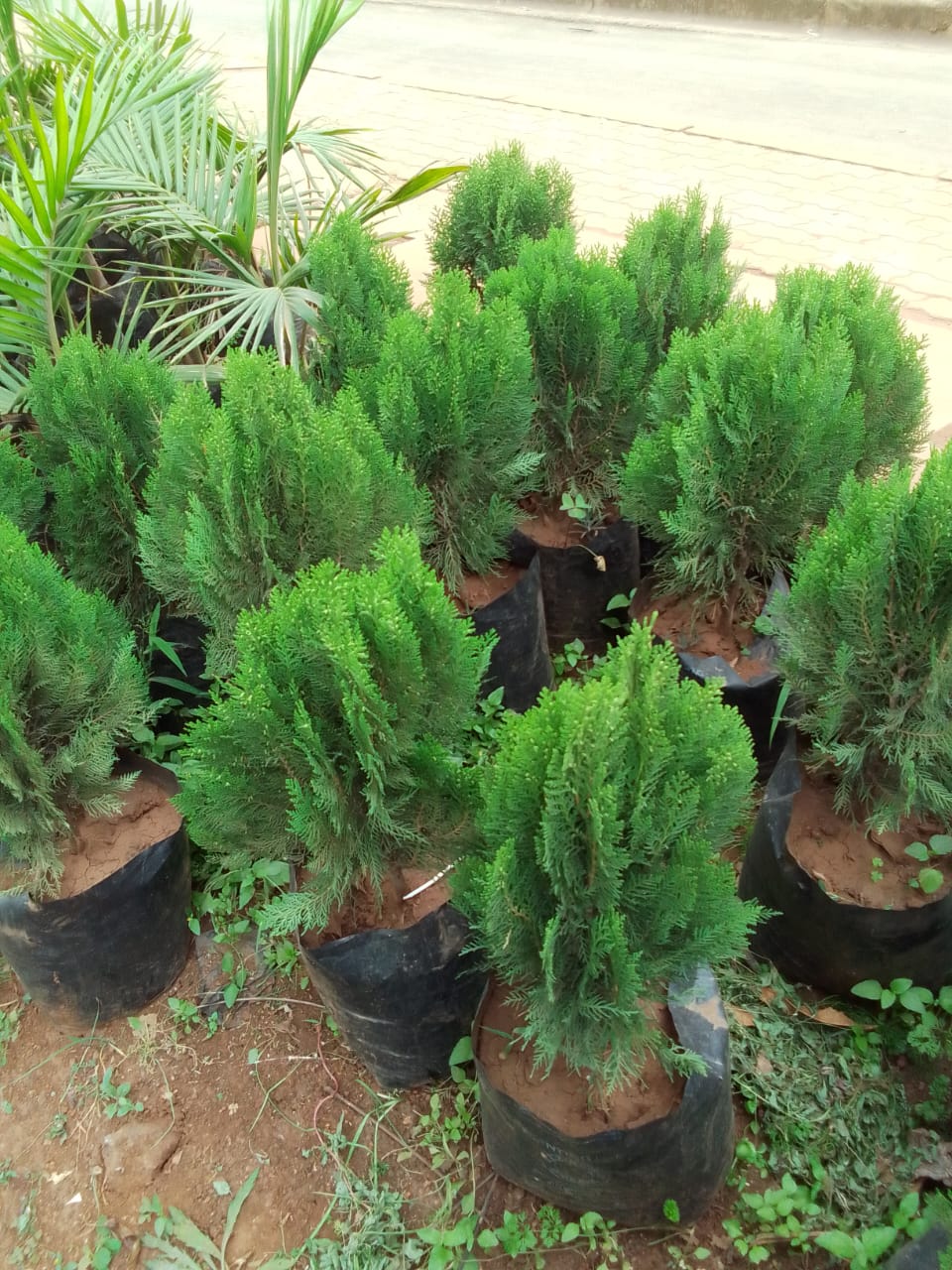 Dwarf Conifers